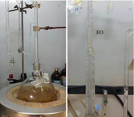 Fig. 3.2 - Clevenger-type apparatus used for collected EO (left). Particular of EO in condenser  (right)