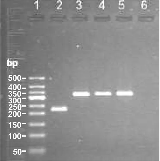 Figura  2.1.  Prodotti  di  amplificazione  del  gene  recA  ottenuti  mediante  la  tecnica  multiplex  –  PCR