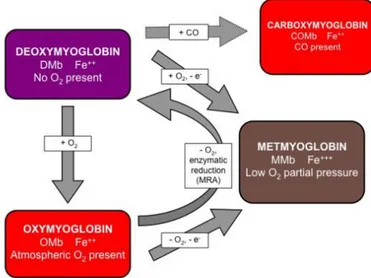 Figure 7.2 - Forms of myoglobin, adapted from Mancini &amp; Hunt, 2005 
