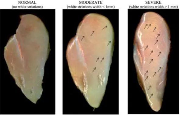 Figure 6.9 - Classification of breast meat samples showing white striping defect 