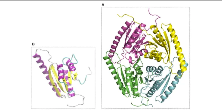 FIGURE 6 | Overall 3D structure of the Model_USP-691 from L. innocua ATCC 33090. (A) 3D representation of tetrameric conformation containing the chain_A (green), chain_B (cyan), chain_C (magenta), and chain_D (yellow)