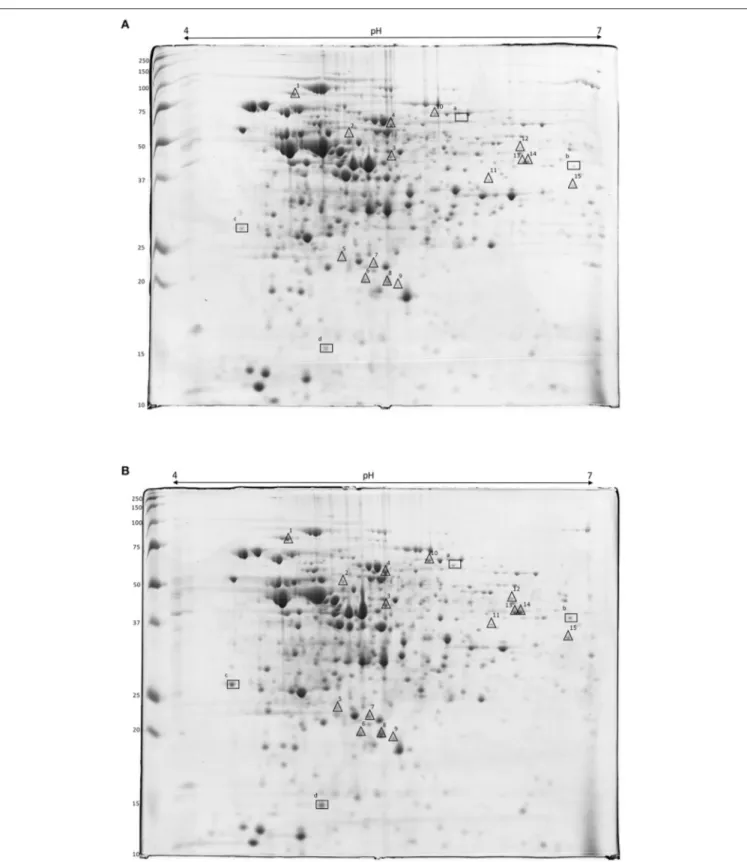 FIGURE 3 | 2-DE gels of crude extract proteins of L. innocua ATCC 33090 cultivated in conventional (A) and in acid stress (B) conditions