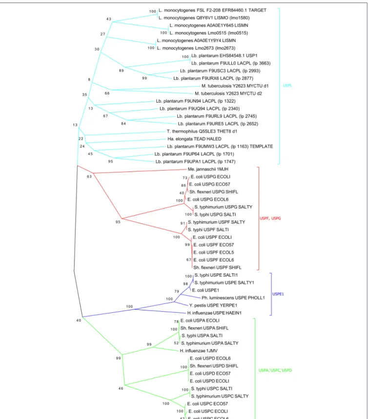 FIGURE 5 | Phylogenetic tree of the 55 most characterized USPs. Bacterium genus are indicated: (L.), Listeria; (Lb.), Lactobacillus; (S.), Salmonella; (Sh.), Shigella ; (Y.), Yersinia; (Ph.), Photorhabdus; (E.), Escherichia; (H.), Haemophylus; (Ha.), Halom