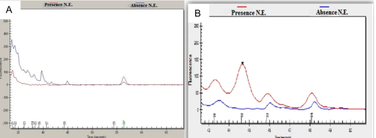 Figure  1AB  Elecropherograms  of  whole-cell  proteins  of  (A)  C.  sporogenes    or  (B)  Staph