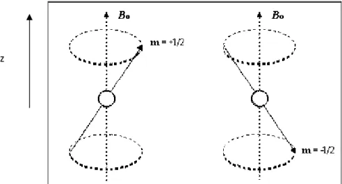 Figura  2.1.  Moto  di  precessione  parallela  e  antiparallela  di  un  dipolo  intorno  all’asse  z  lungo  cui  si 