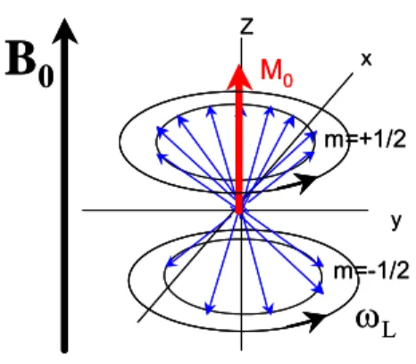 Figura 2.3. Moto di precessione alla frequenza ω L  dei momenti magnetici nucleari N α  + N β . Poiché N α  &gt; 