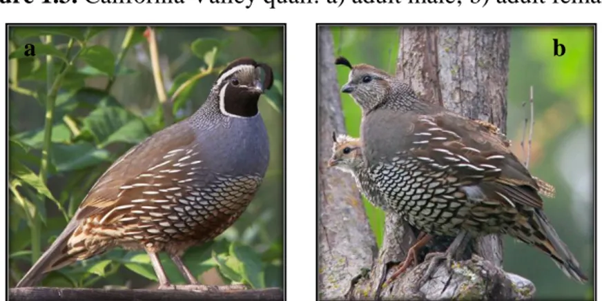 Figure 1.3. California Valley quail: a) adult male; b) adult female 