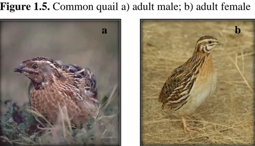 Figure 1.5. Common quail a) adult male; b) adult female 