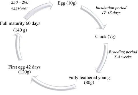 Figure 2.6. Life cycle of Japanese quail female with approximate body weight (g) 
