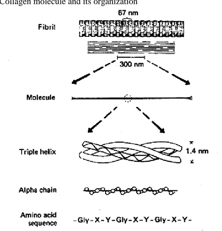 Figure 4.3. Collagen molecule and its organization 