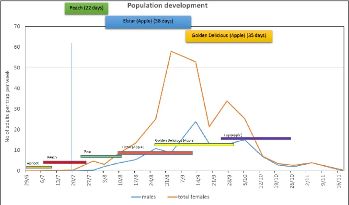 Figure  4.5  C.  capitata phenology  in  the  study area  (Riva  del  Garda,  Trento)  in  northern  Italy
