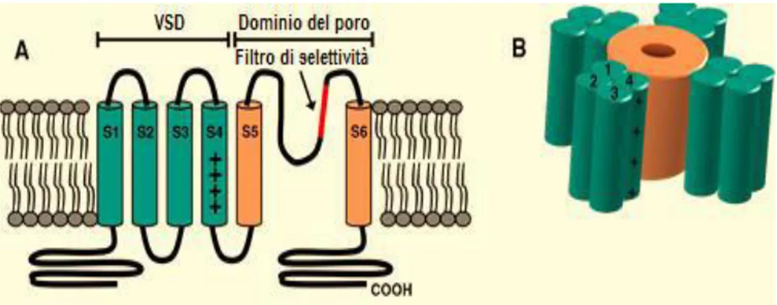 Figura 3. Architettura generale di un canale Kv7. A) Struttura topologica di una subunità dei 