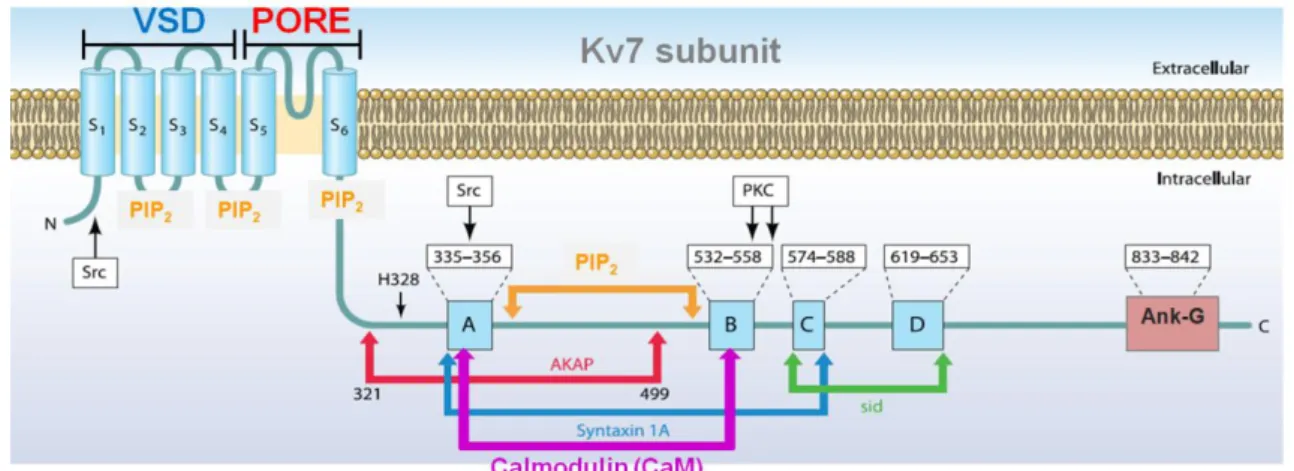 Figura  4.  Rappresentazione  del  lungo  dominio  C-terminale  della  subunità  Kv7.2