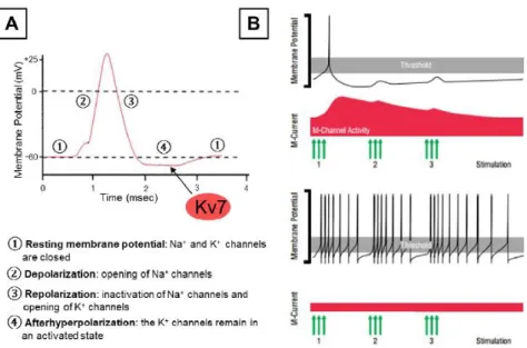 Figura  6. Ruolo  della  corrente  M  nel  controllo  dell’eccitabilità  neuronale.  A) 