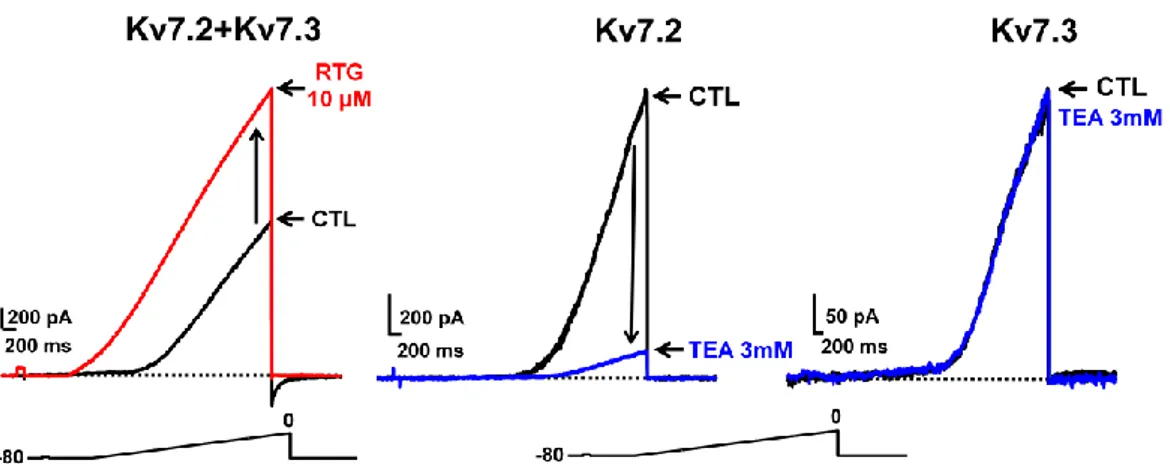 Figura  10. Effetti  funzionali  associati  a  composti  modulatori  dei  canali  Kv7,  usando  il  protocollo  di  rampa
