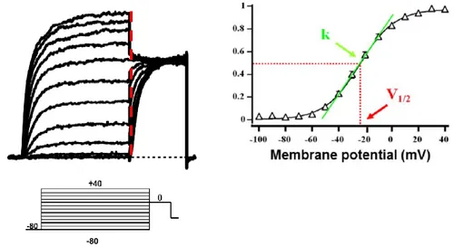 Figura 11. Protocollo i/V e metodo per la quantizzazione. Sulla sinistra si osserva una traccia 