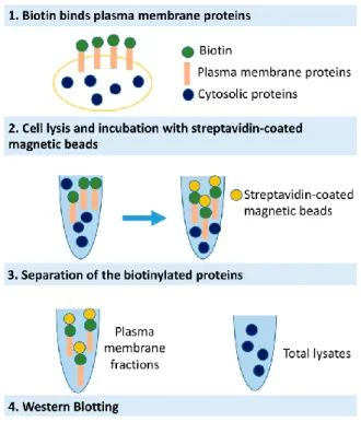 Figura 13. Rappresentazione schematica della tecnica di biotinilazione . 