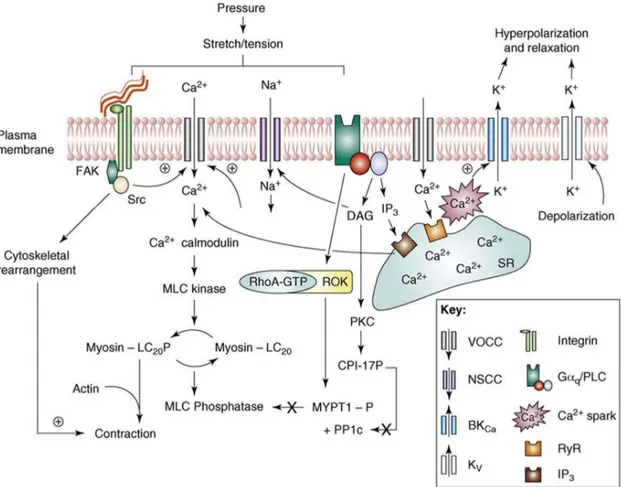 Figure  2.  Schematic  illustration  of  specific  signaling  mechanisms  that  mediate  arteriolar  myogenic  vasoconstriction
