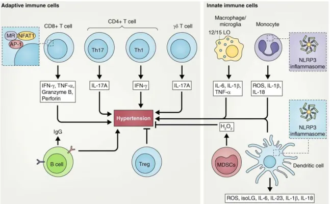 Figure  3.  Innate  and  adaptive  immune  cells  involved  in  hypertension.  Adaptive  immune cells that have been shown to play a role in high blood pressure are: CD8 + , CD4 +  T 