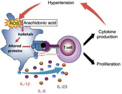 Figure  5.  Hypothesized  pathway  for  dendritic  cells  activation.  Hypertensive  stimuli  increase ROS production, isoketals formation, cytokine release from DCs