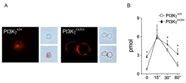 Figure  11.  Effects  of  PI3Kconstitutive  expression.  Immunofluorescence  analysis  revealed  plasma  membrane  distribution  of  PIP3  in  PI3K CX/CX   bone  marrow-derived 