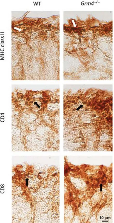 Figura 3: La mancanza del recettore mGlu4 aumenta l'invasione nel SNC da parte delle  cellule CD4 + , CD8  + e MHC di classe II + cellule nei topi sottoposti a EAE.