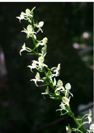 Figura 24  –  Platanthera chlorantha (Custer) Rchb. 