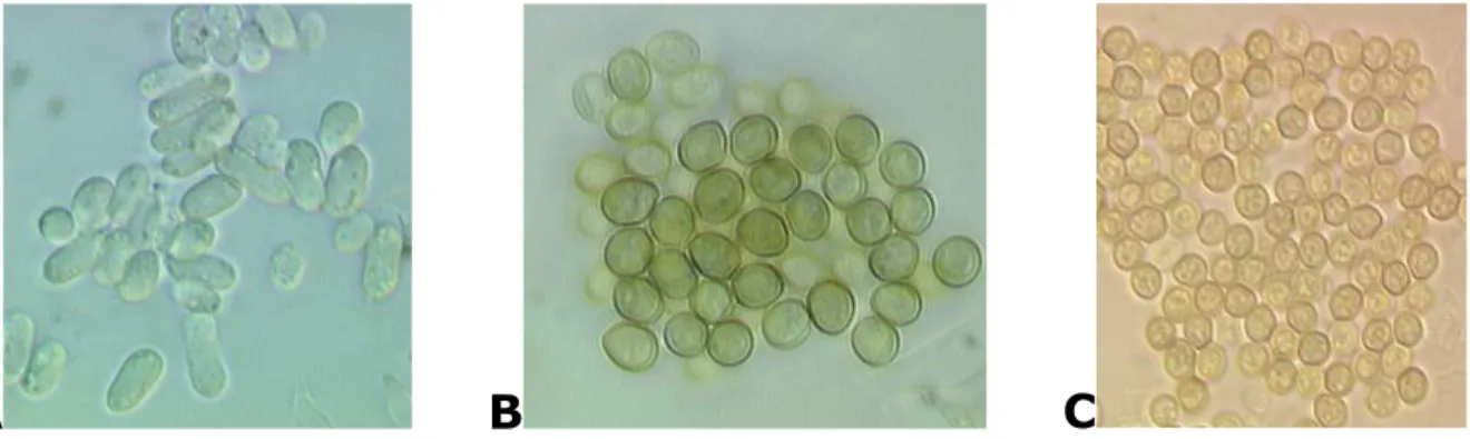 Fig.  1.2.  Conidi  di  forma  elissoidale  (A),  subglobosa  (B)  e  globosa  (C)  di  T