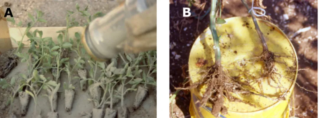 Fig.  2.1.  A)  Trattamento  di  giovani  piantine  di  pomodoro  con  il  fungo  antagonista Th908 al momento del trapianto mediante spolveratura dell’apparato  radicale