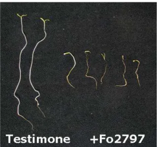 Fig.  3.1.  Germinelli  di  pomodoro  inoculati  con  l’isolato  Fo2797  mostravano  i  seguenti sintomi: fusto con ridotto sviluppo, imbrunimento del colletto e necrosi  radicale diffusa