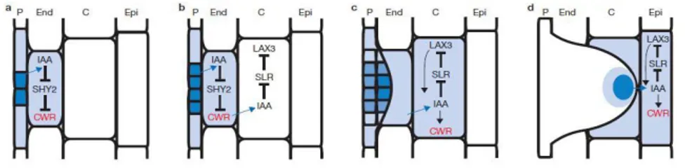 Figure 5. Auxin-dependent lateral root emergence model. Cellular auxin responses are represented as a blue 