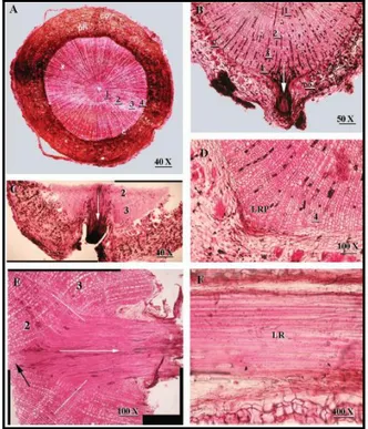 Figure  6.  Transverse  section  of  pruned  and  bent 