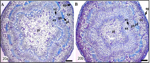 Figure  7.  Light  micrographs  of  transverse  sections  of  control  (A)  and  bent  (B)  aspen  shoots  stained  with 