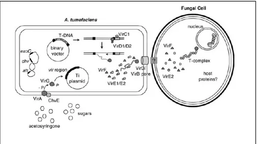 Figura 7: Schema generale del trasferimento del T-DNA con il sistema  vettore  binario in una cellula fungina (da Michielse et al., 2005)