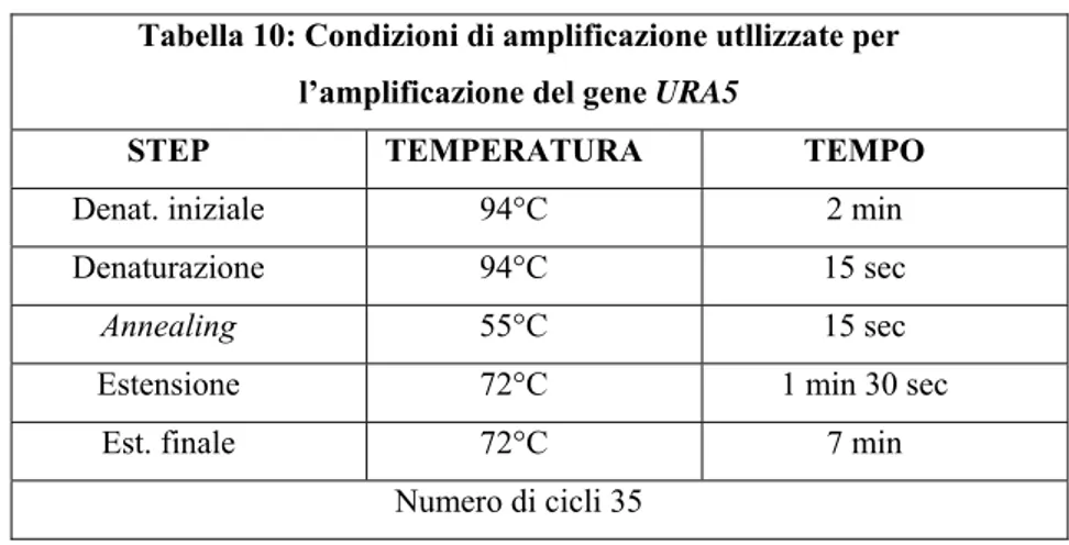 Tabella 10: Condizioni di amplificazione utllizzate per  l’amplificazione del gene URA5 
