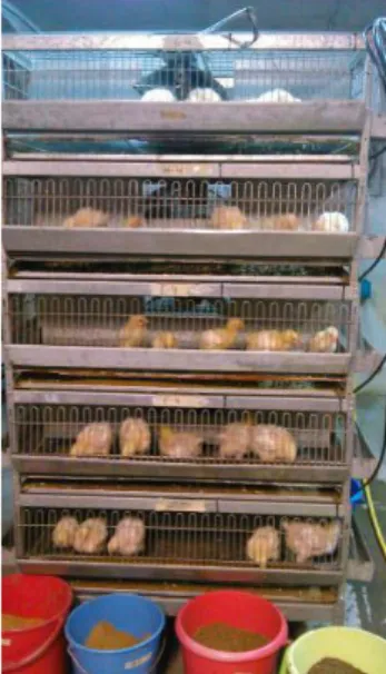 Figure 6.5. One day old broiler chickens  Figure 6.6. One day old broiler chickens allocated  in the cages 