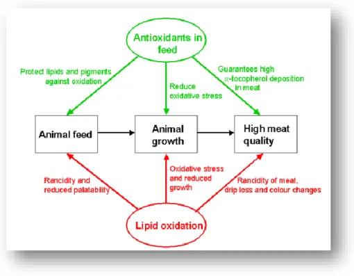 Figure 4.7. Schematic overview of interaction between meat quality, lipid oxidation and antioxidants  in animal diets 