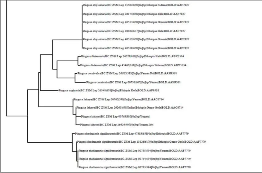 Figura 31 – Rappresentazione grafica dell’albero genetico della Tribù Pseudoterpnini di Etiopia e Yemen: seconda parte