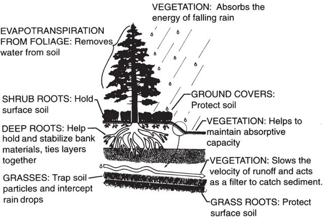 Figure 6: Summary of the effects of vegetation in minimizing the erosion (Menashe et al