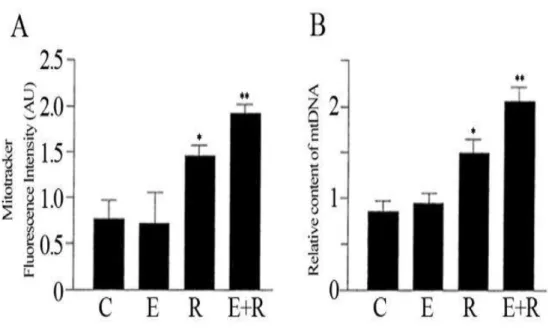 Figure  7:  The  combined  treatment  of  resveratrol  and  equol  strongly  increased  the  number of mitochondria in HUVEC cells