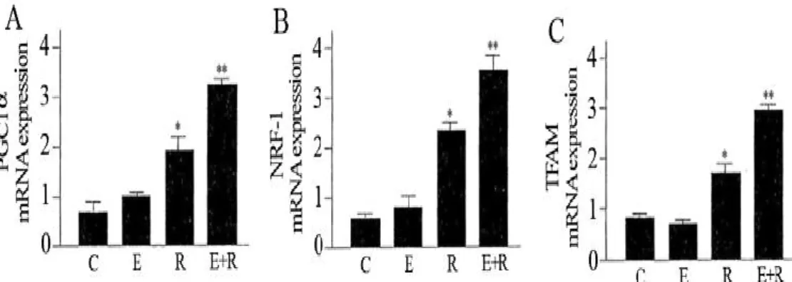 Figure  9:  Effect  of  resveratrol  and  equol  on  mRNA  expression  of  PGC1-α  (A),  NRF-1  (B),  TFAM  (C)  in  HUVEC
