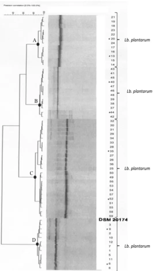 Figure  2.3 Dendrogram  showing  the  similarity  among  DGGE  profiles  of  64  lactobacilli  isolated  from  red  wine  of 