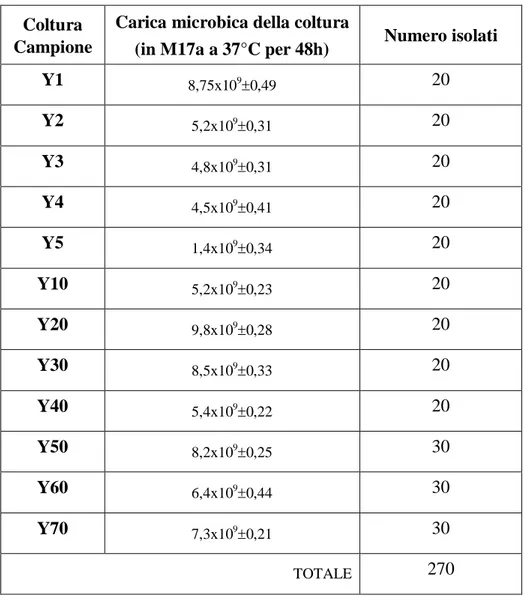 Tabella 2.1. Conta microbica delle colture ottenuta per i diversi campioni di yogurt analizzati e numero di  isolati prelevati per ogni campione