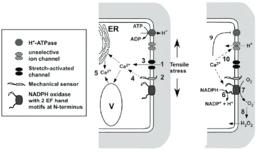 Fig. 1. Model of signaling events upon mechanical stimulation. The deformation of the cell 