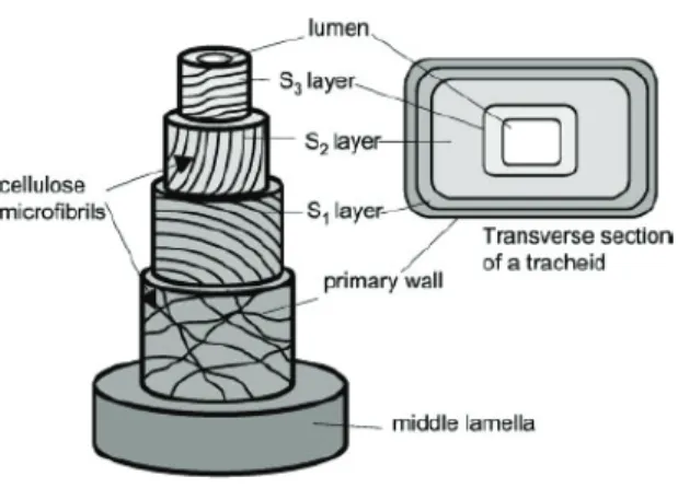 Fig. 6. Tracheid secondary cell wall in three-dimensional structure. The cell wall presents 