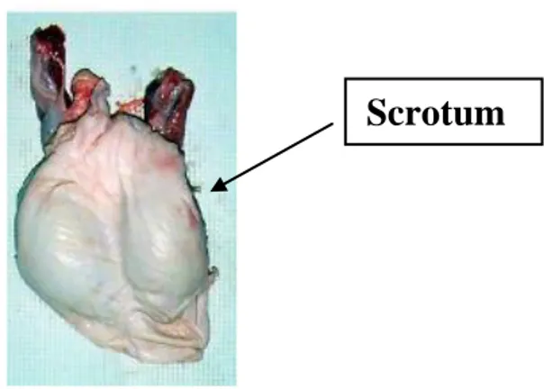 Fig. 1.2: Boar genital apparatus – scrotum (Dwane Davis picture).   