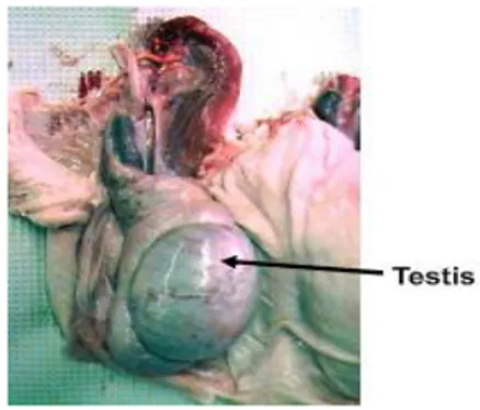 Fig. 1.3: Boar genital apparatus - testicle (Dwane Davis picture).   