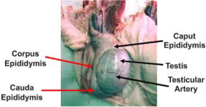 Fig.  1.5:  Boar  genital  apparatus  –  testis  with  highlighted  epididymis  position  (Dwane  Davis 