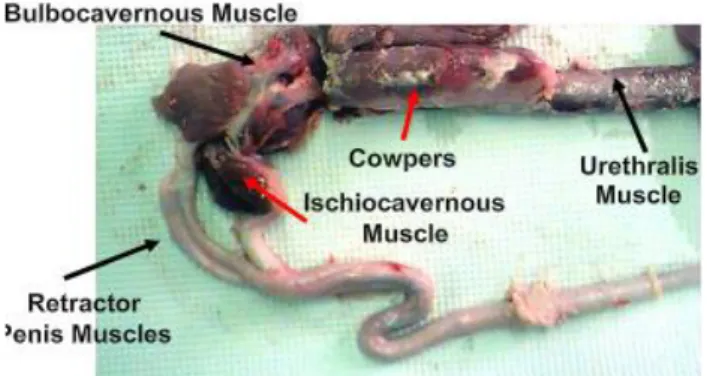 Fig. 1.8: Boar genital apparatus – penis (Dwane Davis picture).                             