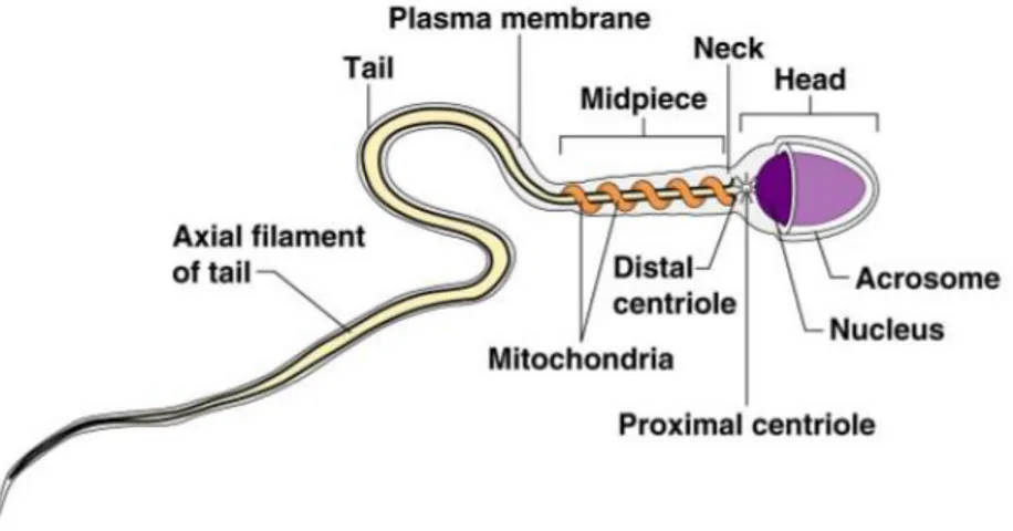 Fig.  2:  Structure  of  mature  sperm  cell  (http://www.slideshare.net/SSpencer53/ch16appt-